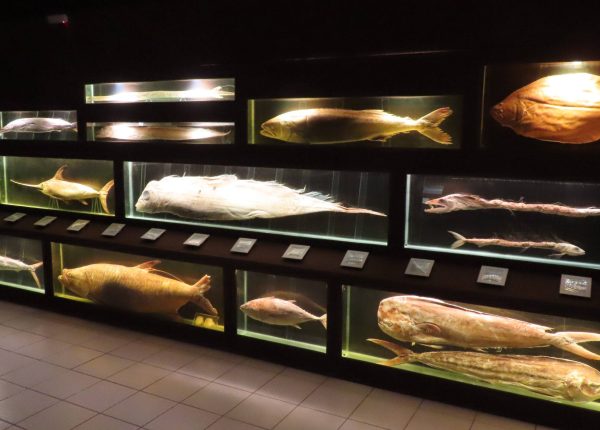 Museu Oceanográfico (23)