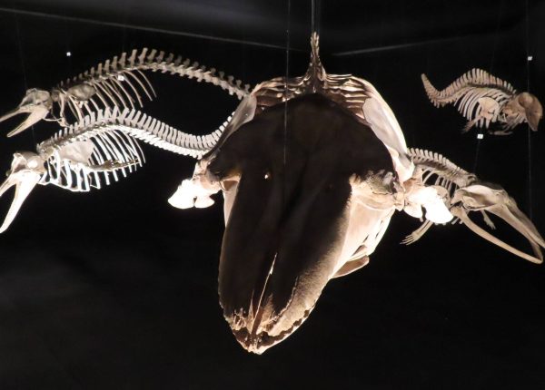 Museu Oceanográfico (35)