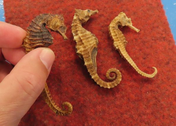 Museu Oceanográfico (45)