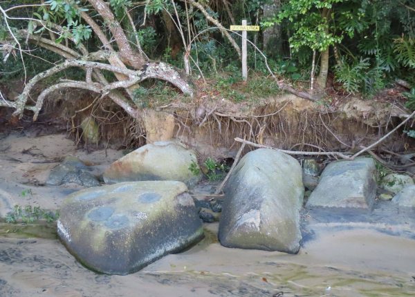 Trilha na Costeira de Zimbros (38)