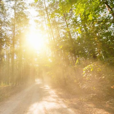 path-woods-sunlight